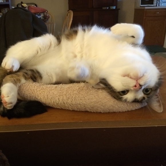 Meet your Posher, Ronda - Picture 5 of 8